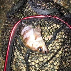 霧の中メバリング