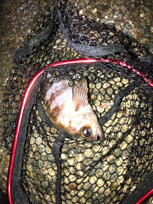 霧の中メバリング