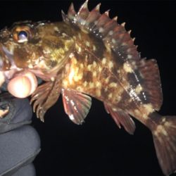 メバルはアフターの回復してるか?