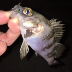 明石メバリング