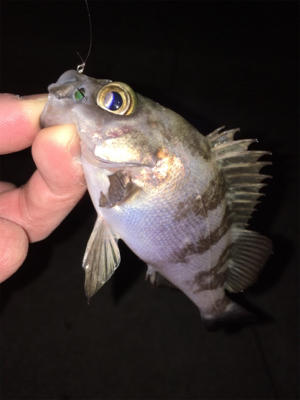 明石メバリング