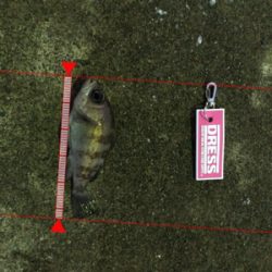 雪の中のメバリング