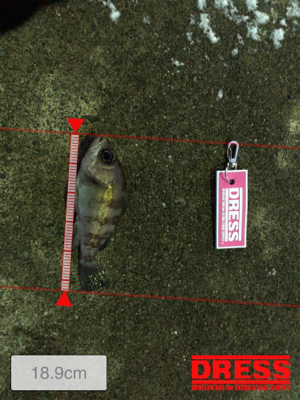 雪の中のメバリング