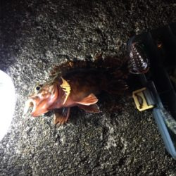 風にも負けず…