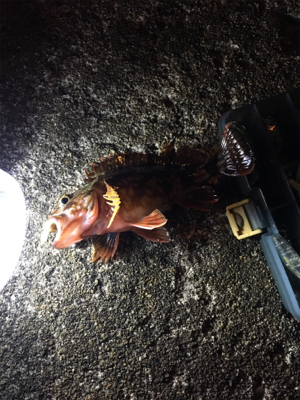 風にも負けず…