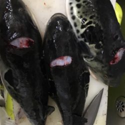 釣り堀
