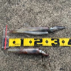 なんとかヤリイカ・・