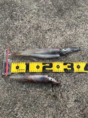 なんとかヤリイカ・・