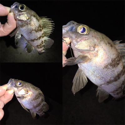 明石でメバリング