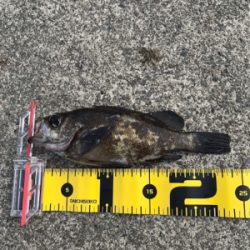 久々の良型メバル