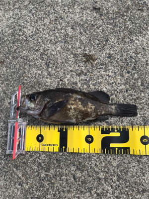 久々の良型メバル