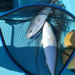 スロージギング