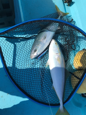 スロージギング