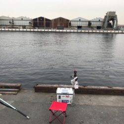 エビ撒きで、キビレ&ハネ‼︎