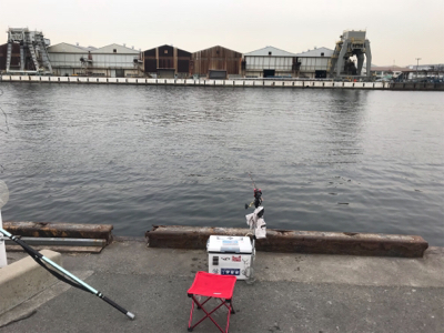 エビ撒きで、キビレ&ハネ‼︎