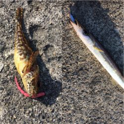 デイから夕まづめライトゲーム