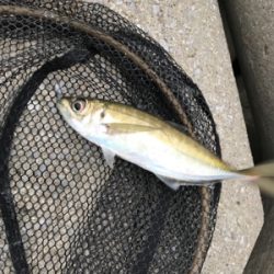 ちょっと間が空いたけどアジング〜(釣行 其の九)