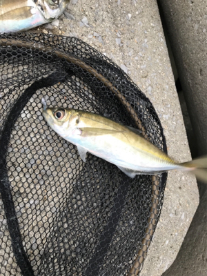 ちょっと間が空いたけどアジング〜(釣行 其の九)