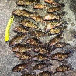 メバルナイトゲーム☆GUNNING-STYLE釣行