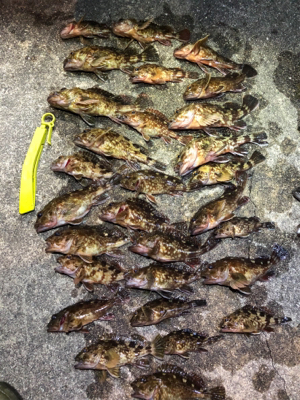 メバルナイトゲーム☆GUNNING-STYLE釣行