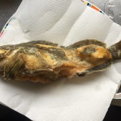 釣れてる情報は無いが!