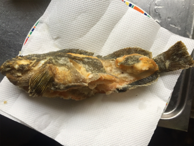 釣れてる情報は無いが!