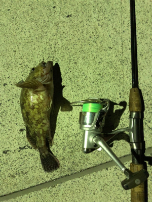 夜中のロックフィッシュ