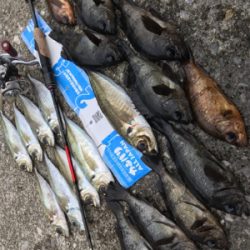 やったりましたアジング(釣行 其の拾)