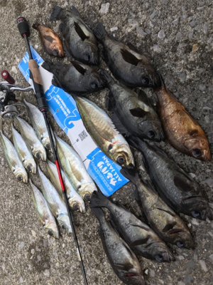 やったりましたアジング(釣行 其の拾)