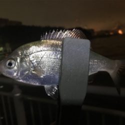 杉田臨海緑地公園