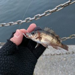 広島市内のメバリングは貧果続き