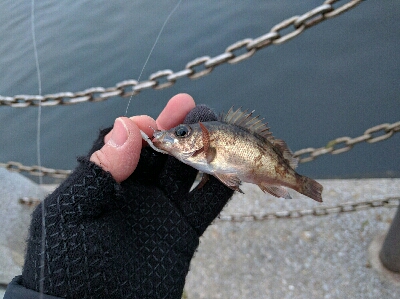 広島市内のメバリングは貧果続き