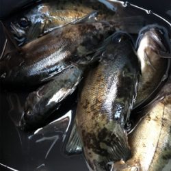 デイ….とりあえずメバリング(笑)(釣行 其の拾壱)