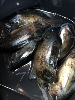 デイ….とりあえずメバリング(笑)(釣行 其の拾壱)