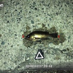 夕マズメからライズ