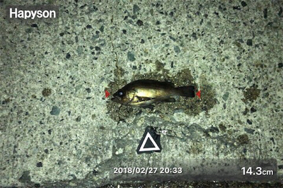 夕マズメからライズ