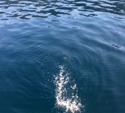 トルネードスピンさん！