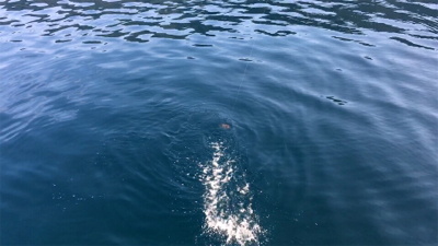 トルネードスピンさん！