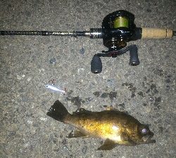 激渋メバリング