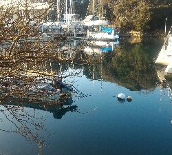 癒やされデイメバル