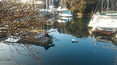 癒やされデイメバル