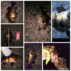 メバルプラッギング!