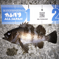 時合がハッキリ