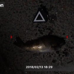 久しぶりのメバリング