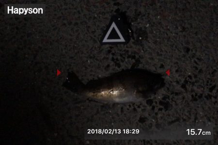 久しぶりのメバリング