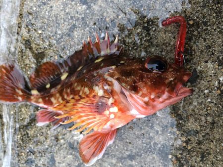 マゴバチで癒しのライトゲーム