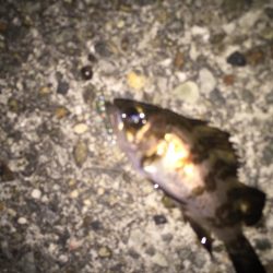 今年初のタケノコ狩り