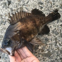 月夜〜朝マヅメ