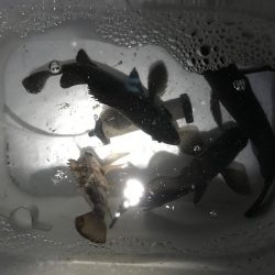 三連釣行 計10匹！