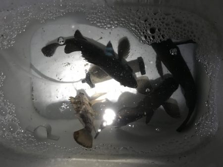 三連釣行 計10匹！